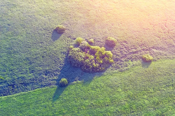 화창한 잔디와 나무의 — 스톡 사진