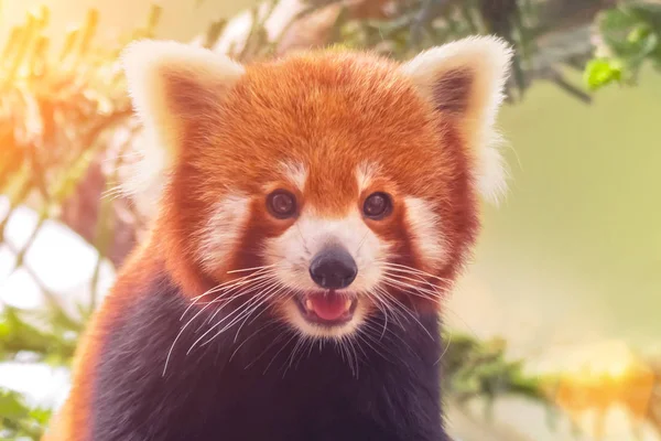 Πορτρέτο Του Ένα Κόκκινο Panda Ailurus Fulgens — Φωτογραφία Αρχείου