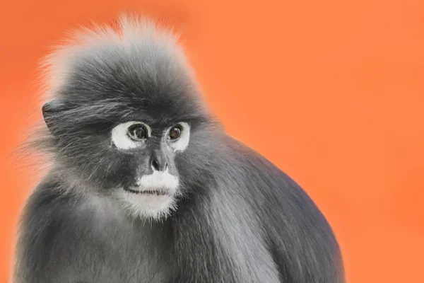 Dusky Leaf Monkey Spectacled Langur Trachypithecus Obscurus Portrait Orange Background — Stock Photo, Image