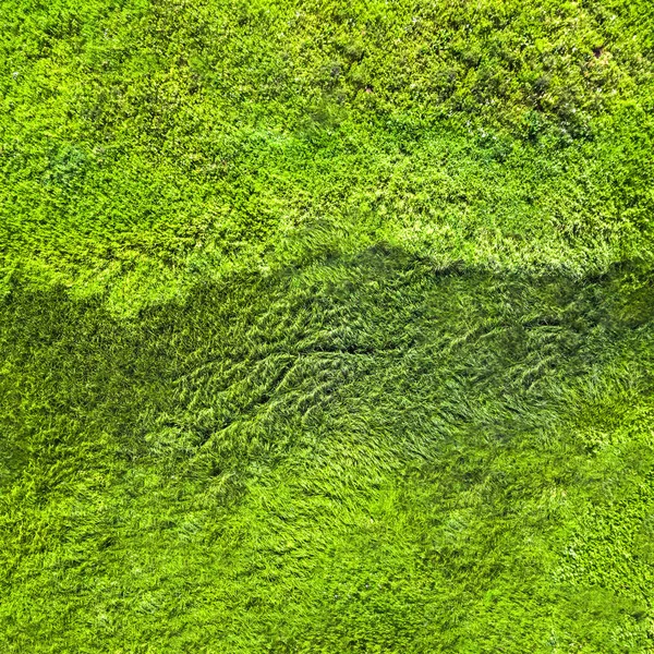 Herbe Verte Humide Fond Texture — Photo