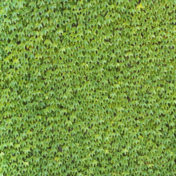 Зеленый Плющ Листья Покрывающие Стену Фон Текстура — стоковое фото