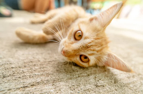 Beau Chaton Roux Couché Sur Trottoir Gros Plan — Photo