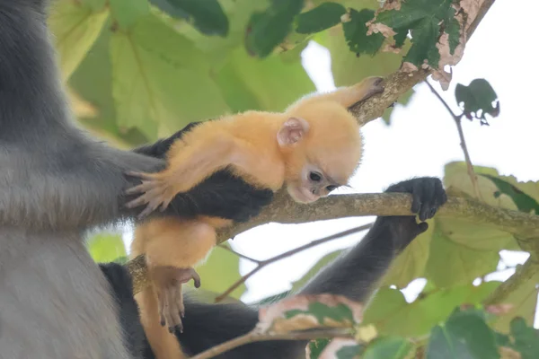 Dusky Leaf Monkey Spectacled Langur Trachypithecus Obscurus Mujer Con Recién — Foto de Stock