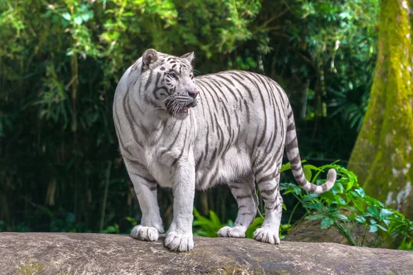 Belo Albino Tigre Branco Com Olhos Azuis Sobre Uma Rocha — Fotografia de Stock