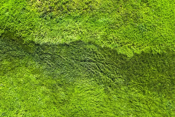 Wet Lawn Background Texture — Stock Photo, Image