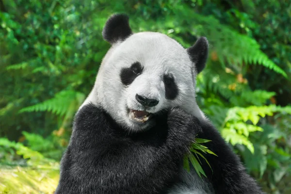 Panda Está Comiendo Bambú — Foto de Stock