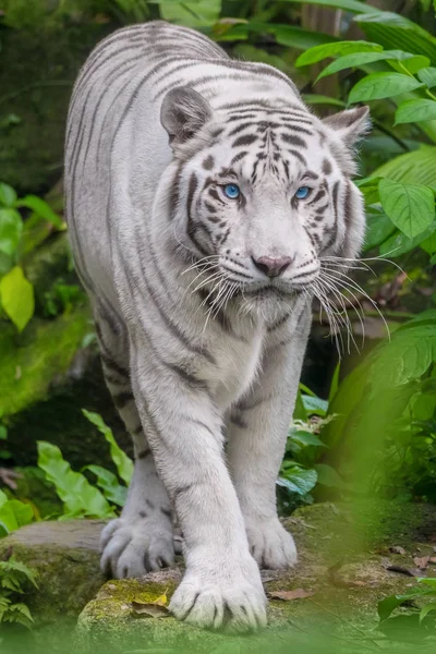 Biały Tygrys Niebieskimi Oczami Spacer Trawie — Zdjęcie stockowe