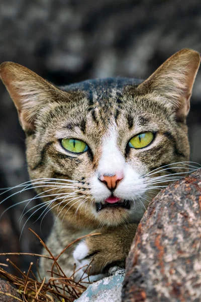 緑色の目の猫の肖像画クローズ アップ — ストック写真