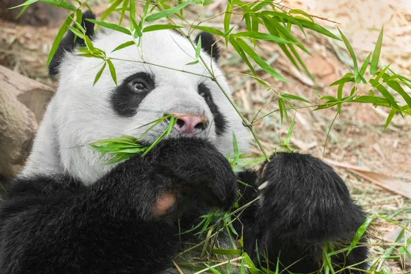 Oso Panda Gigante Comiendo Bambú — Foto de Stock