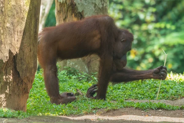 Singe Orang Outan Regarde Bâton Dans Main — Photo