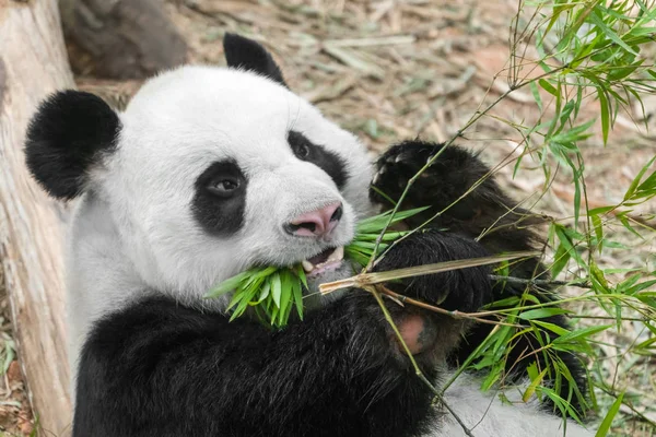Éhes Óriás Panda Medve Bambuszt Eszik — Stock Fotó