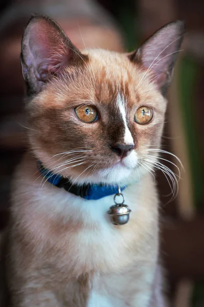 Yerli Kedi Yakın Çekim — Stok fotoğraf