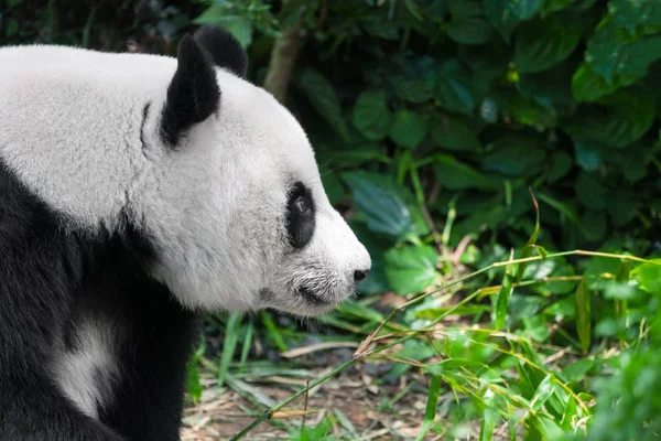 Panda Gigante Primer Plano Retrato — Foto de Stock