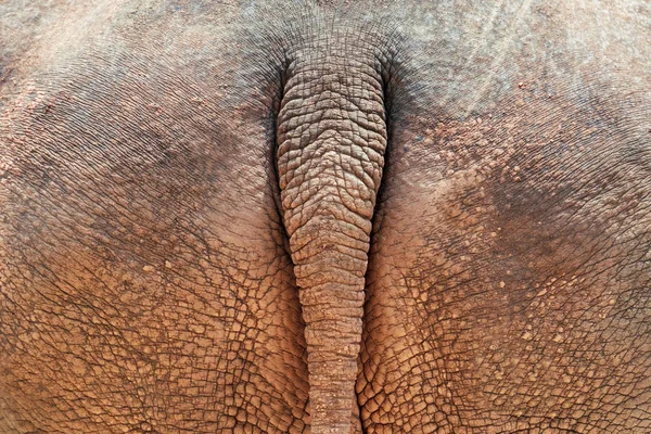 Хвост Носорога Крупный План — стоковое фото