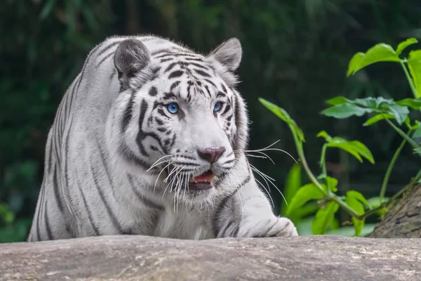 Agachamento Tigre Albino Com Olhos Azuis — Fotografia de Stock