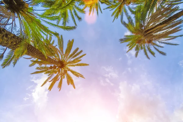 日差しの中で青空のヤシの木のてっぺん — ストック写真
