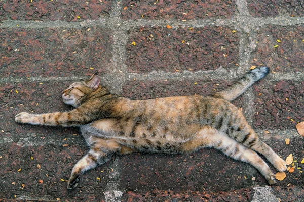 Toulavá Kočka Sladce Spát Chodníku — Stock fotografie