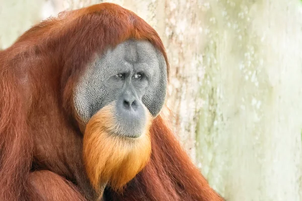 Borneói Orangután Pongo Pygmaeus Portré Közeli — Stock Fotó