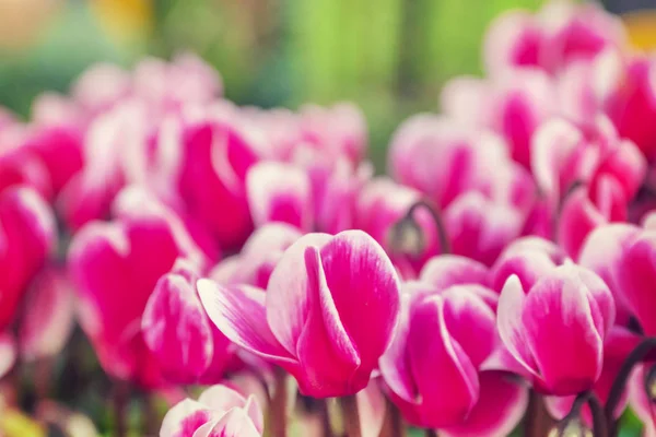 Belles Fleurs Roses Cyclamen Gros Plan — Photo