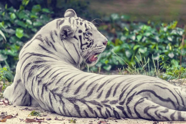 Weißer Tiger Auf Dem Sand Liegend — Stockfoto