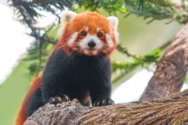 Panda Červená Stromě — Stock fotografie