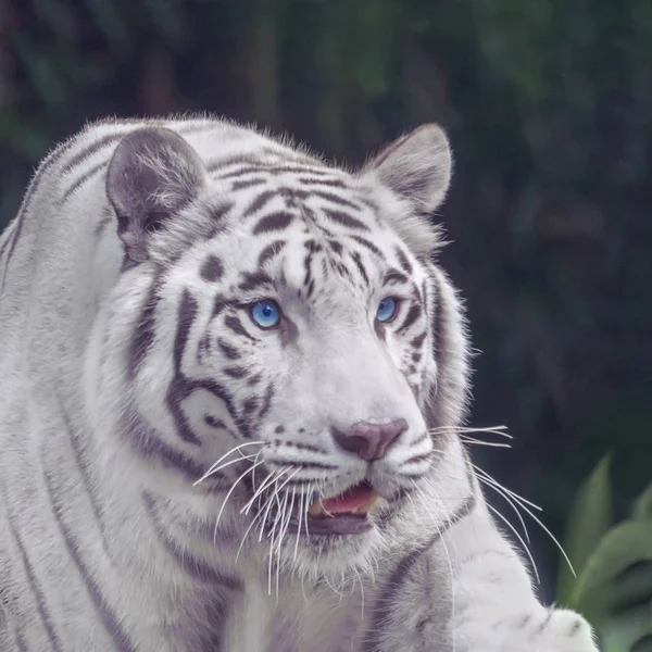 Witte Tijger Met Blauwe Ogen Close Portret — Stockfoto