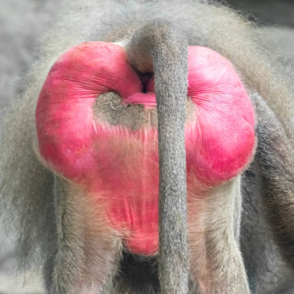 私语猴背 帕皮奥狒狒 — 图库照片