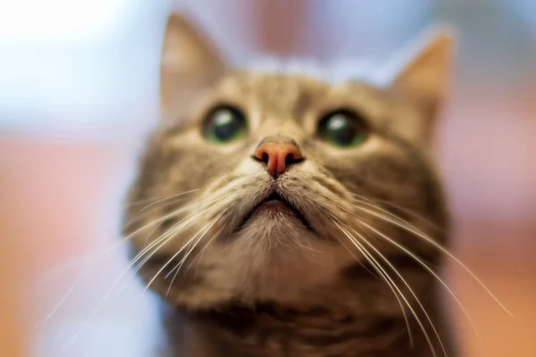 Gato Gris Con Ojos Verdes Primer Plano —  Fotos de Stock