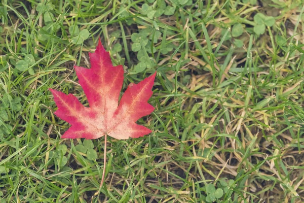 Foglia Acero Rosso Sull Erba Verde — Foto Stock