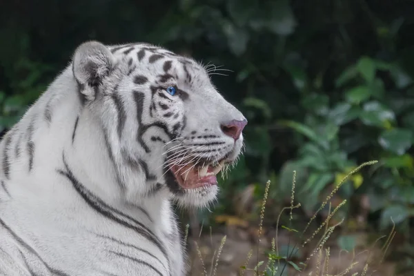 Tigre Bengala Branco Com Olhos Azuis Close Retrato — Fotografia de Stock