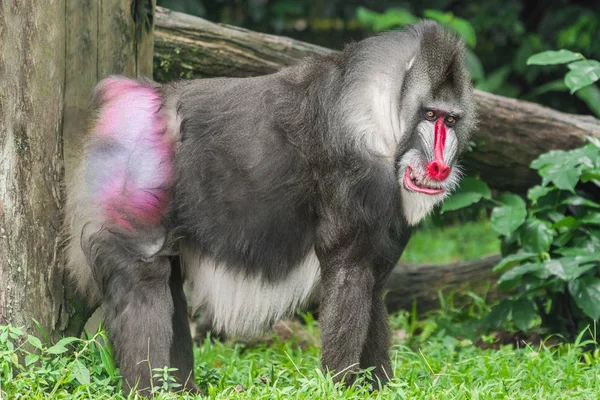 Uśmiechający Się Portret Pawian Mandryl Mandrillus Sphinx Zbliżenie — Zdjęcie stockowe