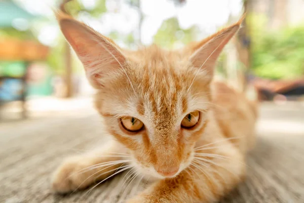 歩道の上に横たわる美しい赤毛子猫クローズ アップ — ストック写真