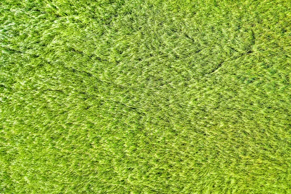 Hierba Verde Textura Fondo —  Fotos de Stock