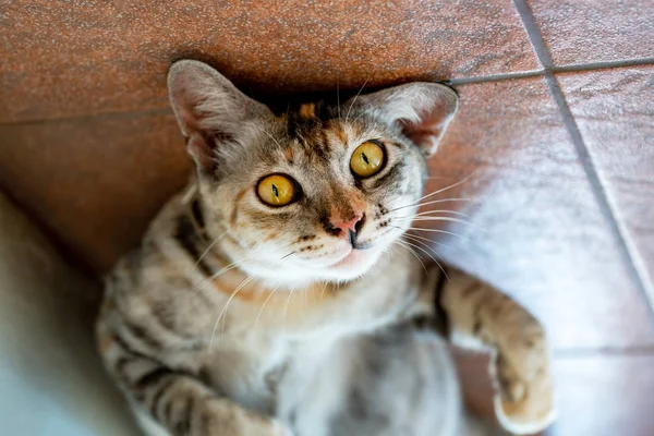 Gato Preguiçoso Doméstico Cinza Deitado Chão Azulejos Conforto Calor Casa — Fotografia de Stock