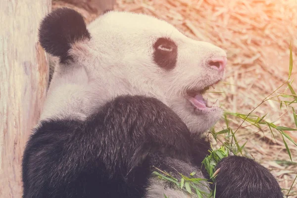 Schwarz Weißer Panda Aus Nächster Nähe Gemildert — Stockfoto