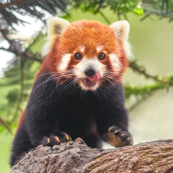 Western red panda (Ailurus fulgens fulgens) or Nepalese red panda on the trunk of a tree