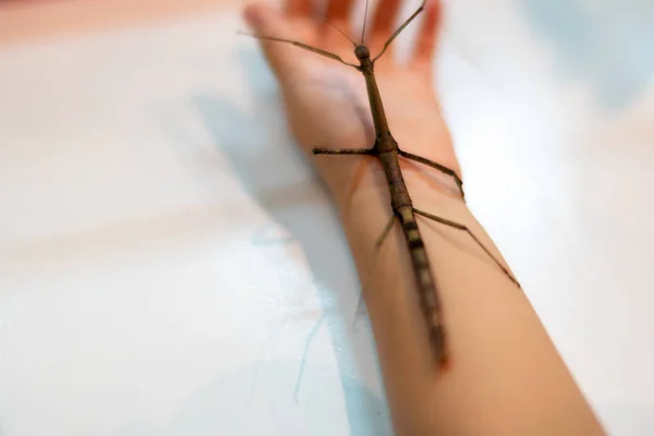 甲虫像树枝 在手上 — 图库照片