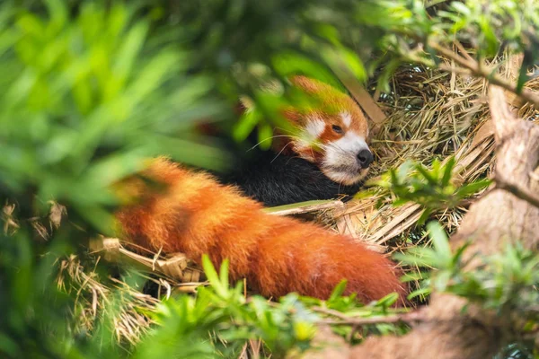Roter Panda Schläft Auf Einem Baum — Stockfoto
