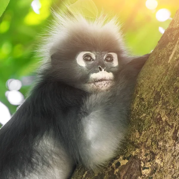 Tmavý List Opice Nebo Brýlatý Langur Trachypithecus Obscurus — Stock fotografie