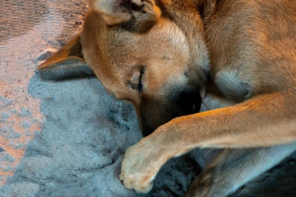 Gran Perro Marrón Duerme Arena Con Bozal Cubierto Con Una —  Fotos de Stock