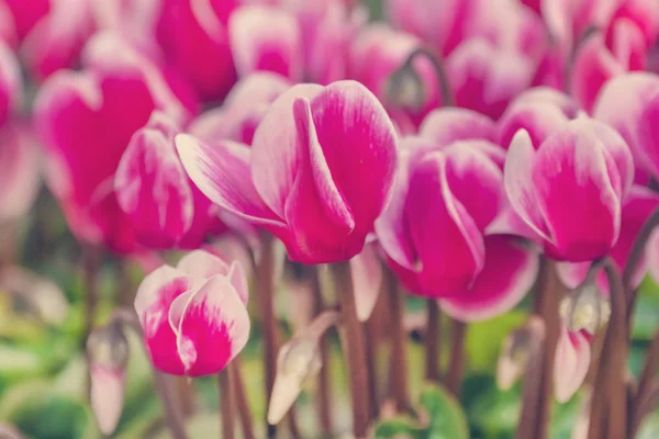 Красивые Розовые Цветы Цикламена Крупным Планом — стоковое фото