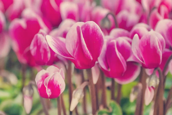 Belles Fleurs Roses Cyclamen Gros Plan — Photo