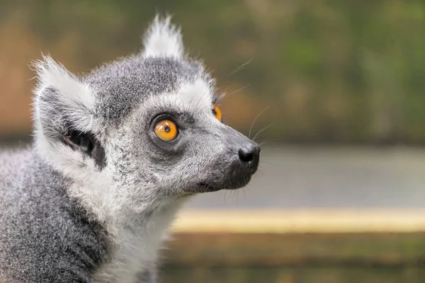 Lemurenporträt Nahaufnahme — Stockfoto