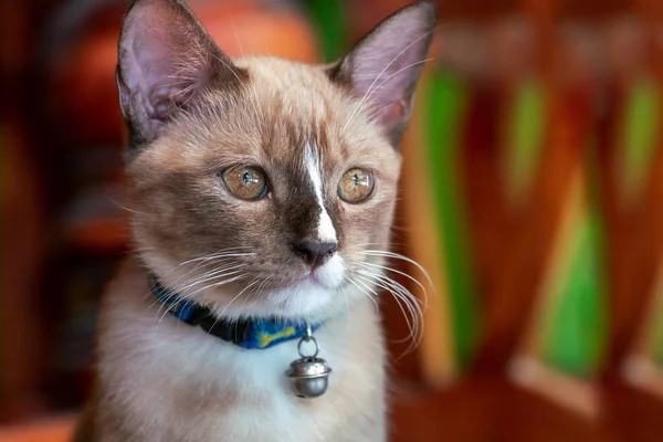 Bir Çan Boynunda Olan Şirin Bir Kedi Yavrusu Portresi — Stok fotoğraf