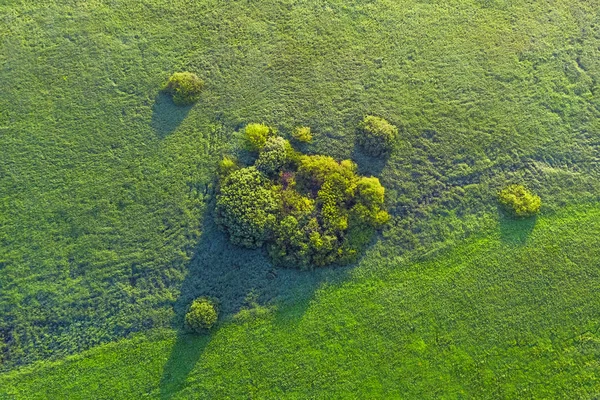 Vista Superior Grama Verde Árvores Dia Verão — Fotografia de Stock