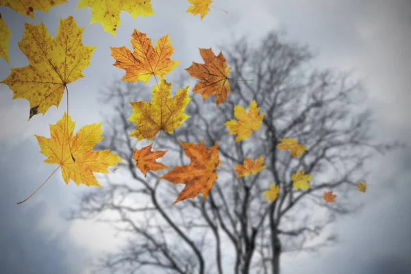 Falling autumn leaves background