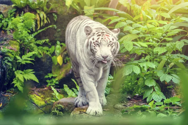 Weißer Tiger Mit Blauen Augen Spaziert Durch Das Gras — Stockfoto