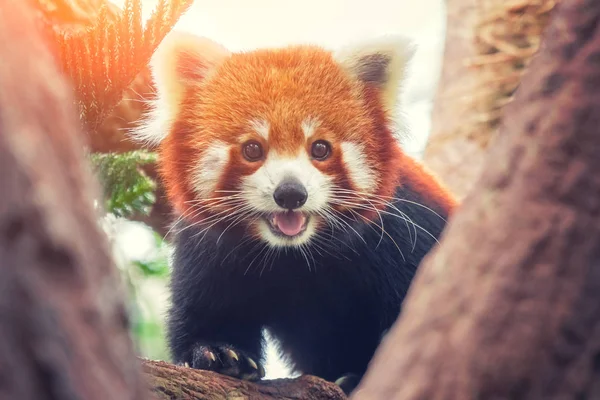 Panda Rossa Firefox Panda Minore Ailurus Fulgens Sull Albero — Foto Stock