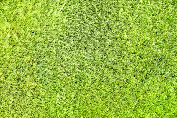Texture of green grass, top view