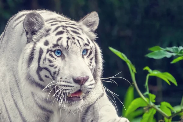 Krásný Bílý Tygr Albín Modrýma Očima Detail — Stock fotografie